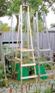 Woody’s Tomato Cage In the Garden
